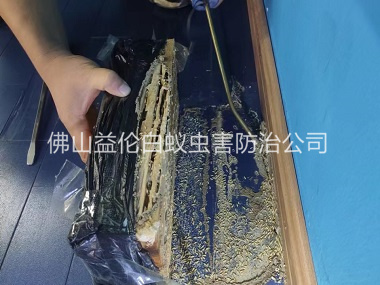 乐平体育馆灭治白蚁工程