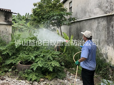 黄岐社区消灭蚊子工程
