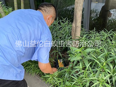 芦苞园林灭治白蚁工程